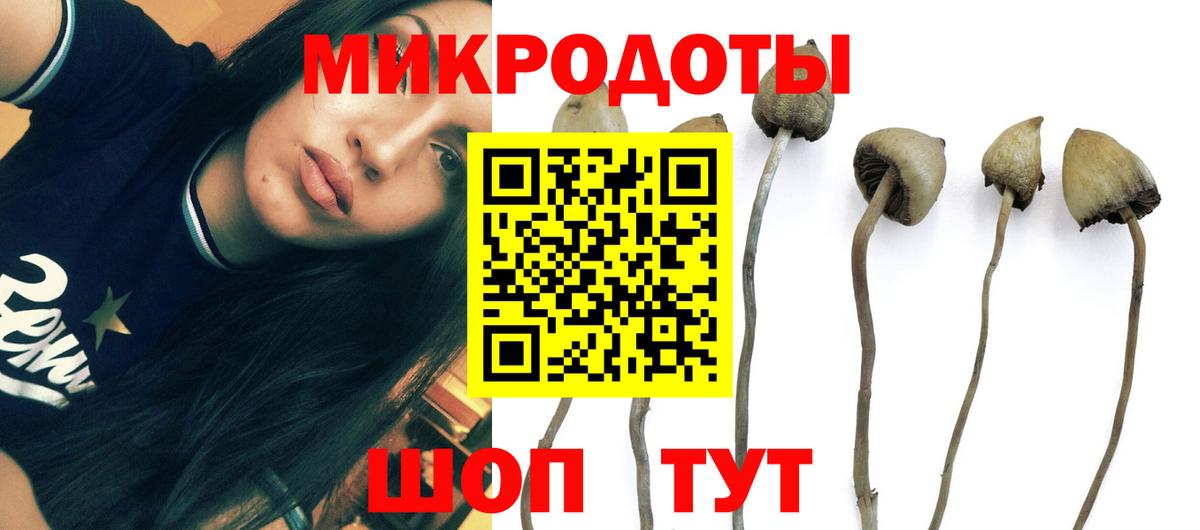 Псилоцибиновые грибы Cubensis Моршанск